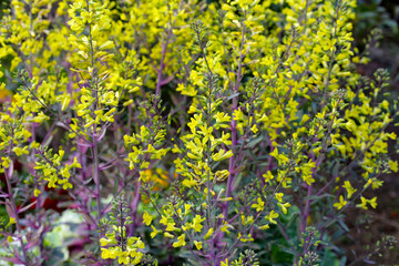 Cabbage ornamental in the flower garden