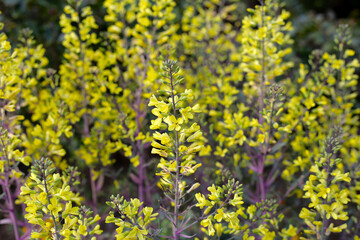 Obraz premium Cabbage ornamental in the flower garden