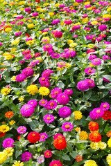 Colorful zinnias in full bloom brightens the garden