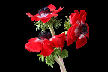 Bouquet of red anemones on black background. Closeup