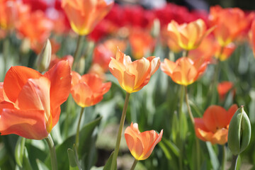 Beautiful tulip flower garden. The Expo 70 Commemorative Park, Osaka, Japan