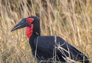 Ground Hornbill