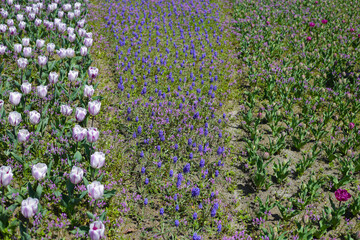 Beautiful tulip flower garden. The Expo 70 Commemorative Park, Osaka, Japan