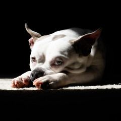 Dog Resting in Dramatic Light