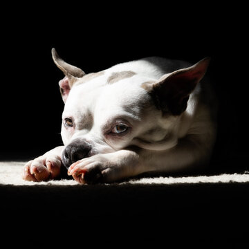 Dog Resting in Dramatic Light
