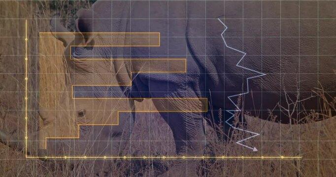 Rhino charging through grass while yellow line graph climbing grid overlay and orange bars rising