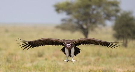 Vulture Landing, Wings Outspread