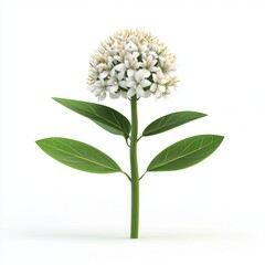 A cluster of small, white blossoms atop a slender stem.