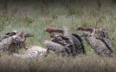 Vultures Feeding on Baby Zebra Kill