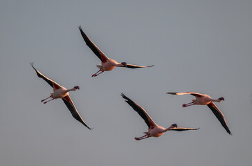 Flamingos in Flight