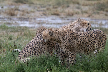 Cheetahs After Rain