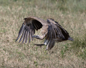 Vultures Feeding on Baby Zebra Kill