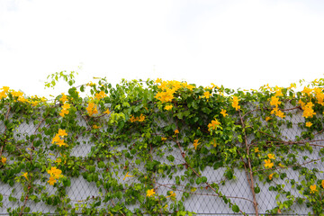 Cat Claw Ivy (Dolichandra unguis-cati) in full bloom, with bright yellow flowers trailing over lush...