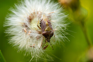 Bug nestled in the delicate seeds of a dandelion