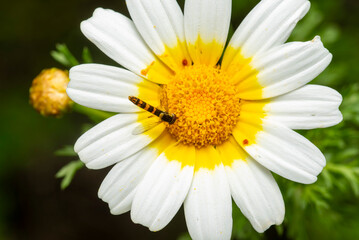 Hoverfly perched on a vibrant crown daisy flower