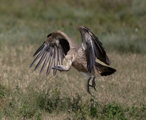 Vultures Feeding on Baby Zebra Kill