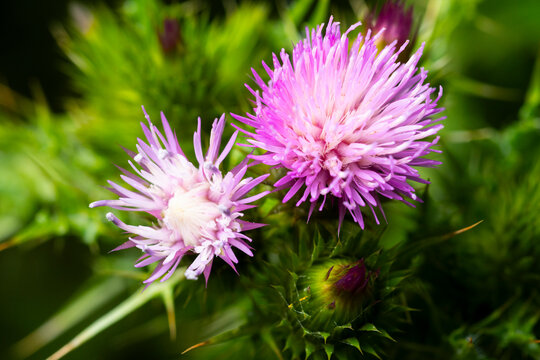 Fototapeta Close-up of vibrant milk thistle flowers in natural setting