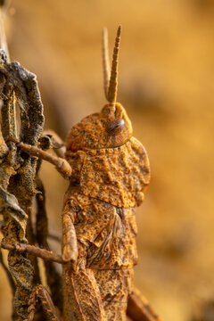 Close-up image of a grasshopper blending into natural background