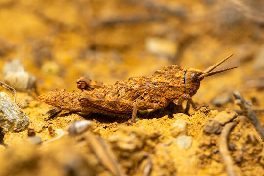 Close-up of a well-camouflaged grasshopper on rocky terrain