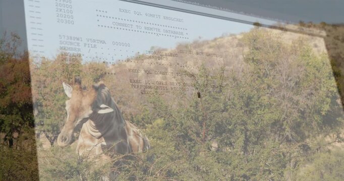 Giraffe emerging from thorny shrubs, being overlaid with floating SQL commands in flat design style