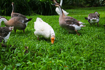 A group of geese on a lush green lawn