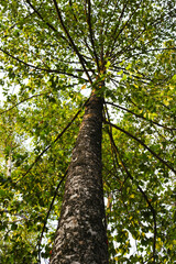 Fototapeta premium Looking up from down tree, Dipterocarpus tree, Big tree in Vietnam