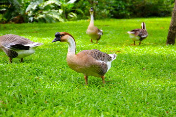 A group of geese on a lush green lawn