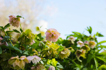 Helleborus flower or hellebore in the park