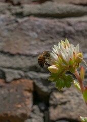 abeja posada en una planta con pared de ladrillos de fondo. verano insectos