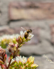 bee on a flower