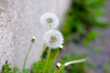 White and fluffy Dandelion flower (Taraxacum officinale)
