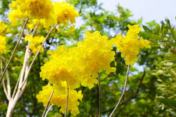 Silver trumpet tree, Tree of gold, Paraguayan silver trumpet tree