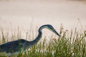 Gray Heron
