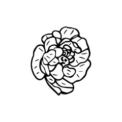 Minimalist Line Art Flower. Elegant Botanical Outline Illustrations