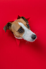 Funny Jack Russell Terrier dog sticks out through a red cardboard background. Copy space. Vertical photo. 