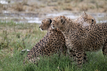 Wet Cheetahs after Heavy Rain