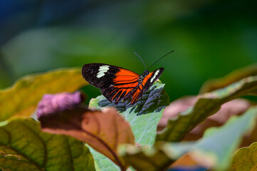 Heliconius melpomene aglaope or Postman Butterfly at Meijer Botanical Gardens, in Grand Rapids, Michigan.