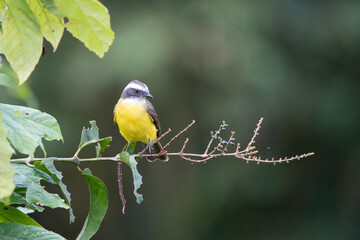 Social Flycatcher