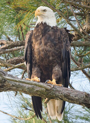 A Close-up Image of a Great Bald Eagle Perched in a Pine Tree