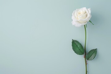 Single white rose on mint green background, minimalist romantic flower composition with copy space, soft floral design for greeting, wedding or spring theme visuals

