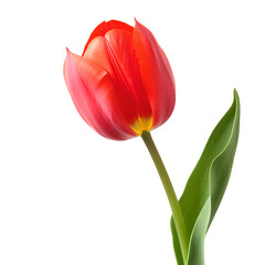 red tulip isolated on transparent background