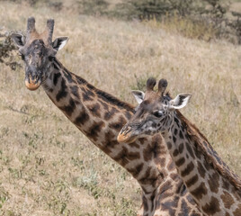 Giraffe Mom and Baby