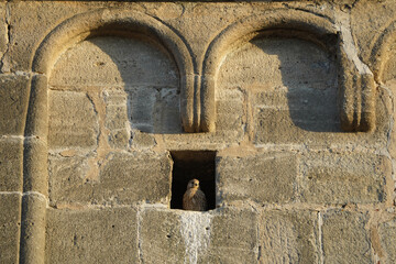 A young falcon basks in the evening sun