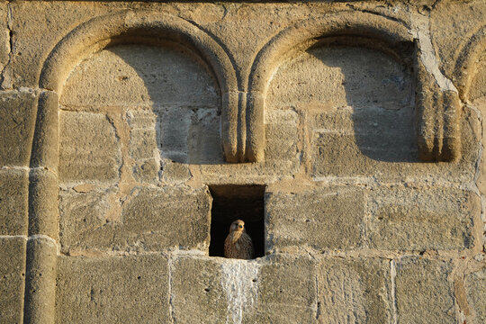 A young falcon basks in the evening sun