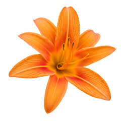 Fototapeta premium Orange Daylily Flower in Full Bloom Isolated on PNG Background.