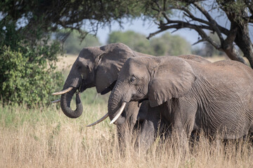 Obraz premium Elephant Profiles