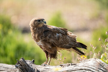 Common Buzzard (Buteo buteo) photographed in Spain