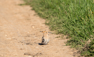 Common hoopoe (Upupa epops) photographed in Spain © AngelEnrique