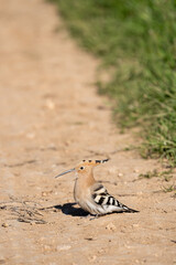 Common hoopoe (Upupa epops) photographed in Spain