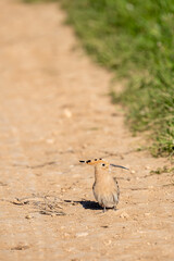 Common hoopoe (Upupa epops) photographed in Spain © AngelEnrique